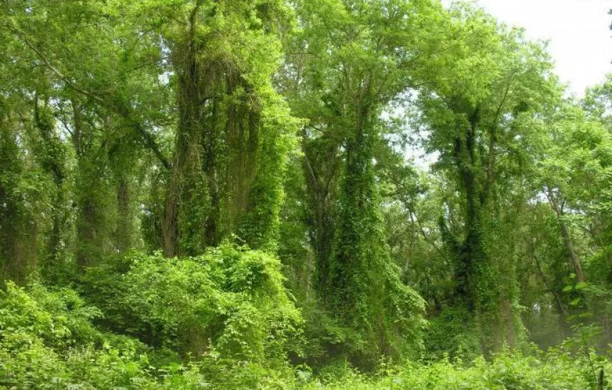 САМУРСКИЙ ЛЕС