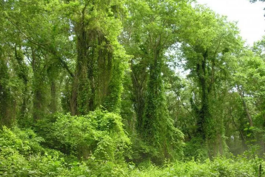 САМУРСКИЙ ЛЕС